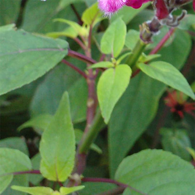 Sauge - Salvia involucrata Bethelii (Feuillage)