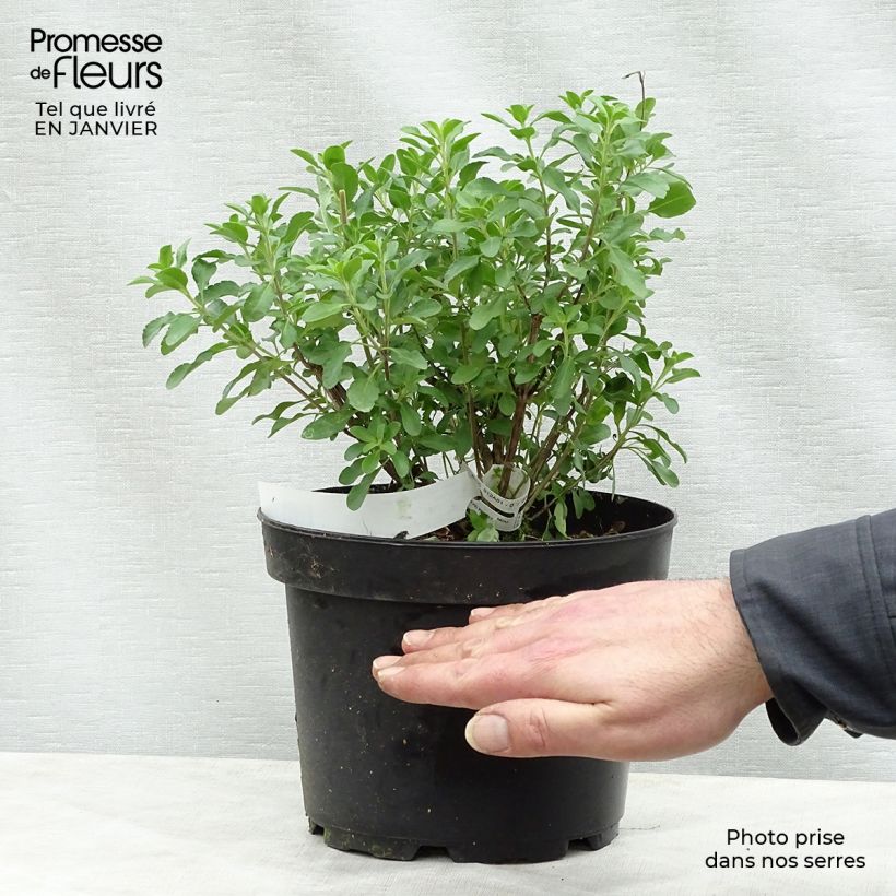Spécimen de Sauge arbustive Flammenn ® - Salvia jamensis tel que livré en hiver
