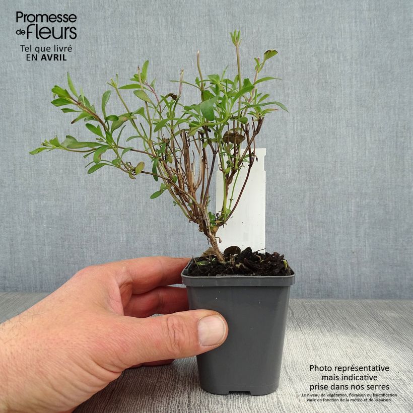 Spécimen de Sauge arbustive Violette de Loire - Salvia jamensis Godet de 8/9 cm tel que livré au printemps