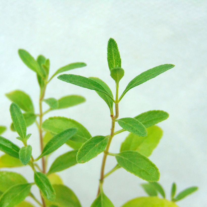 Sauge arbustive Violette de Loire - Salvia jamensis (Feuillage)