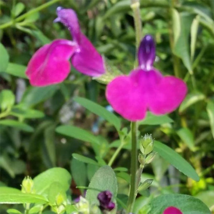 Sauge arbustive Violette de Loire - Salvia jamensis (Floraison)
