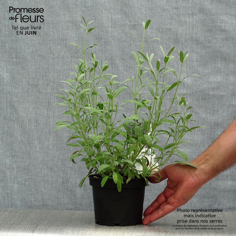 Spécimen de Salvia lavandulifolia - Sauge à feuilles de lavande Pot de 1,5L/2L tel que livré en été