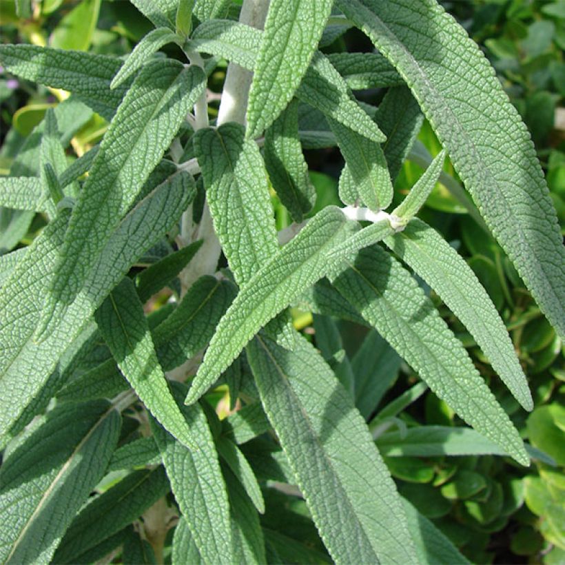 Sauge - Salvia leucantha (Feuillage)