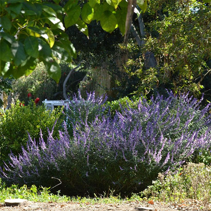 Sauge - Salvia leucantha (Port)