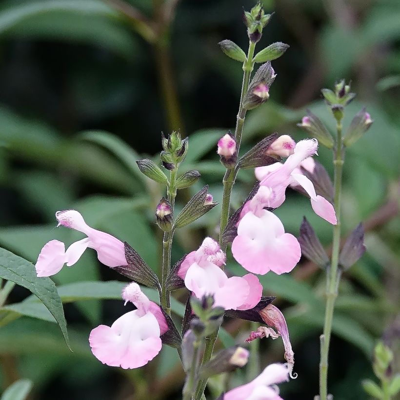 Salvia microphylla Anduus - sauge arbustive (Floraison)