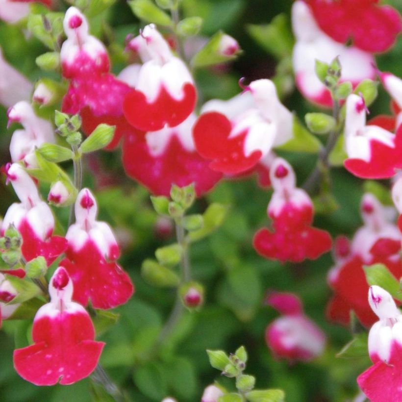 Salvia microphylla Little Kiss - sauge arbustive (Floraison)