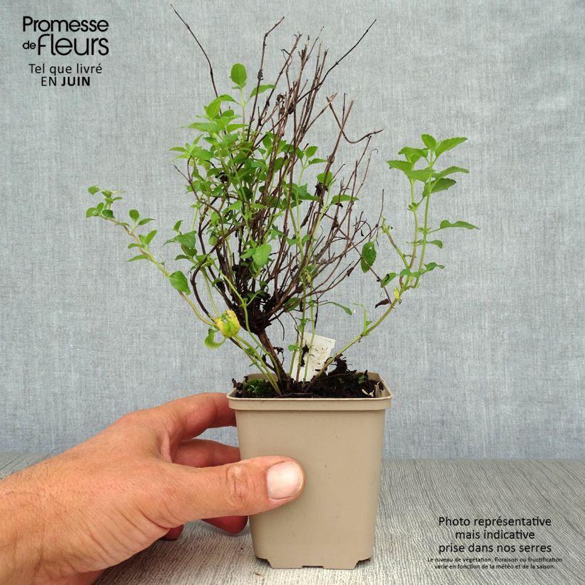 Spécimen de Salvia microphylla Little Kiss - sauge arbustive Godet de 8/9 cm tel que livré en été