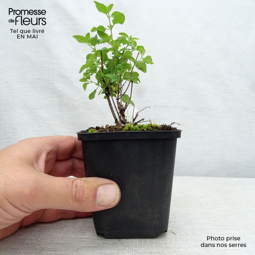 Spécimen de Salvia microphylla Little Kiss - sauge arbustive Godet de 8/9 cm tel que livré au printemps