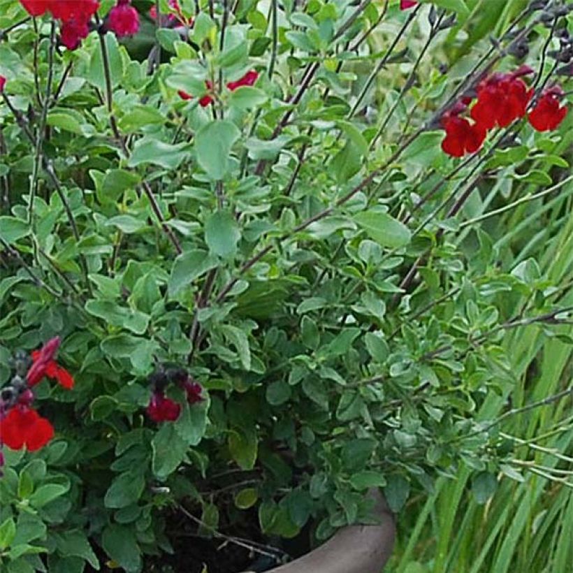Sauge arbustive Reve Rouge - Salvia jamensis (Feuillage)