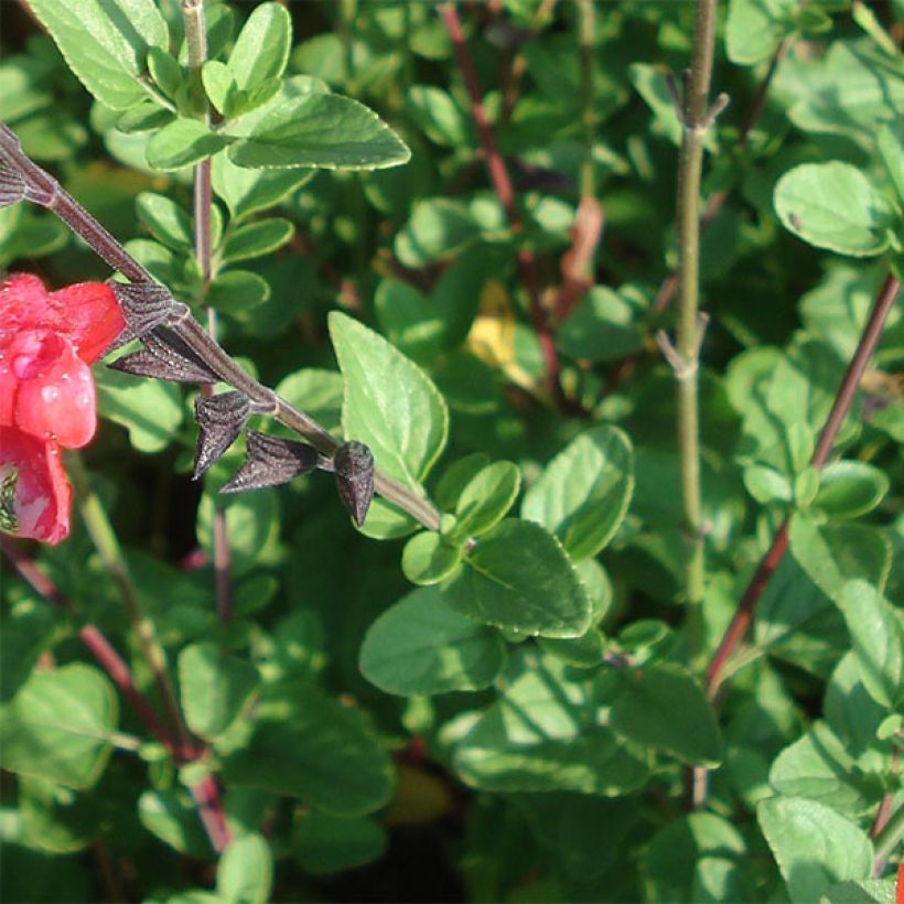 Sauge arbustive - Salvia microphylla Royal Bumble (Feuillage)