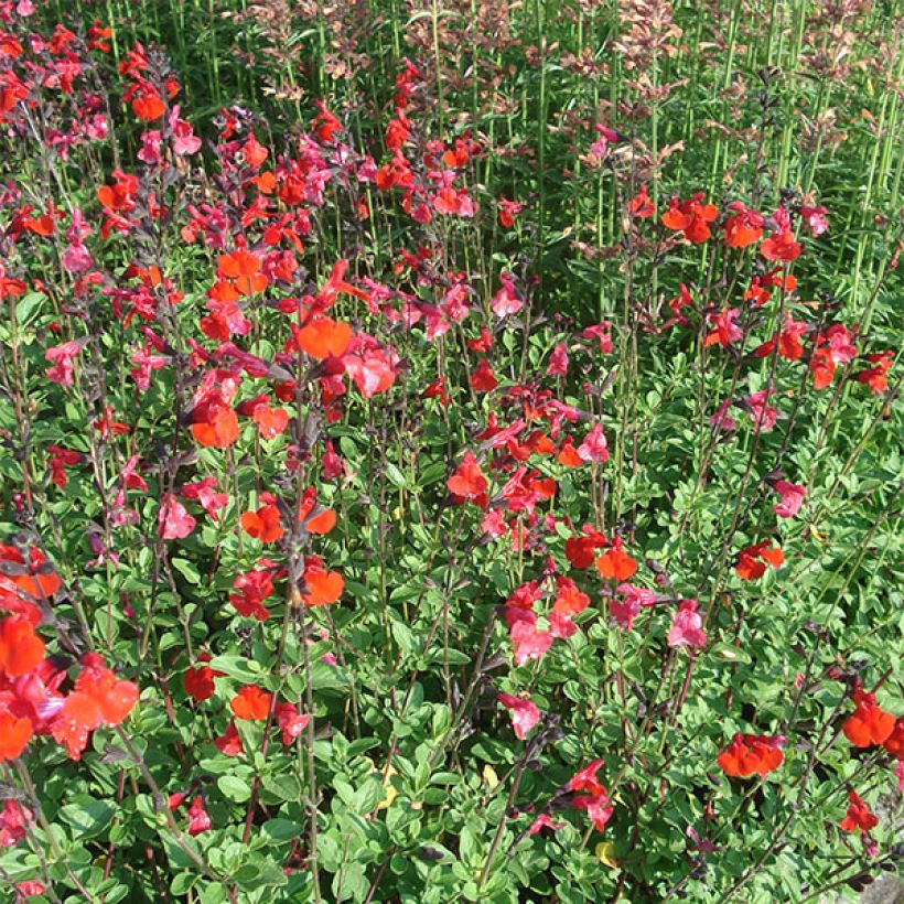 Sauge arbustive - Salvia microphylla Royal Bumble (Floraison)