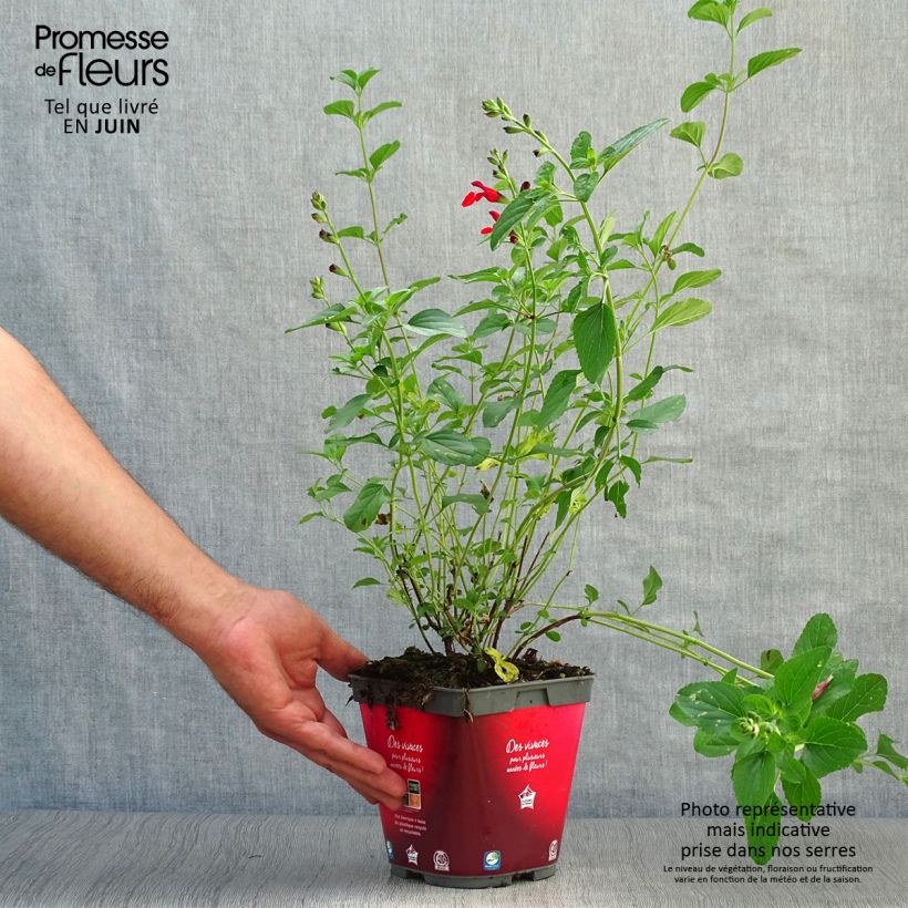 Spécimen de Sauge arbustive - Salvia microphylla Royal Bumble Pot de 2L/3L tel que livré en été