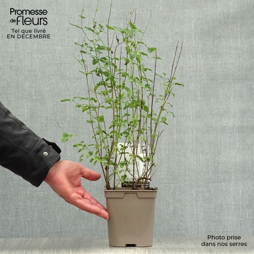 Spécimen de Sauge arbustive - Salvia microphylla Royal Bumble tel que livré en hiver