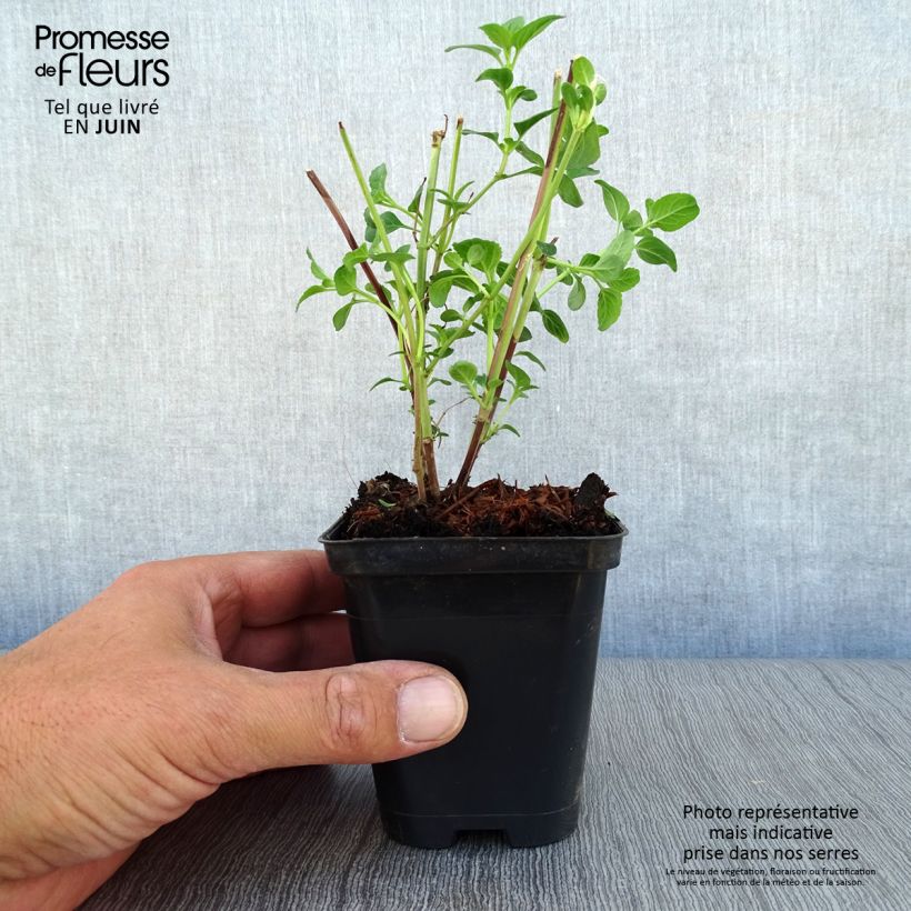 Spécimen de Sauge arbustive - Salvia microphylla Royal Bumble Godet de 8/9 cm tel que livré en été