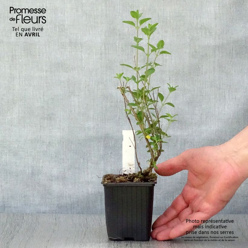 Spécimen de Sauge arbustive - Salvia microphylla Royal Bumble Godet de 8/9 cmHauteur livrée env. 10/15cm tel que livré au printemps