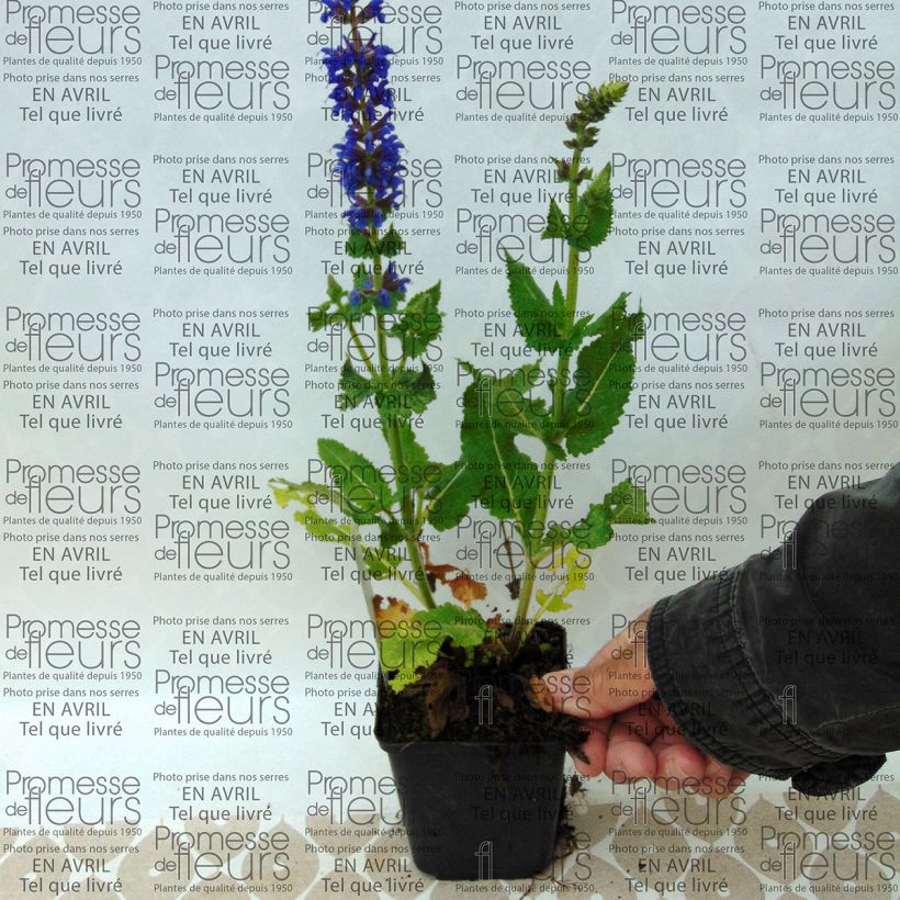 Exemple de spécimen de Salvia nemorosa April Night - Sauge des bois Godet de 9cm tel que livré