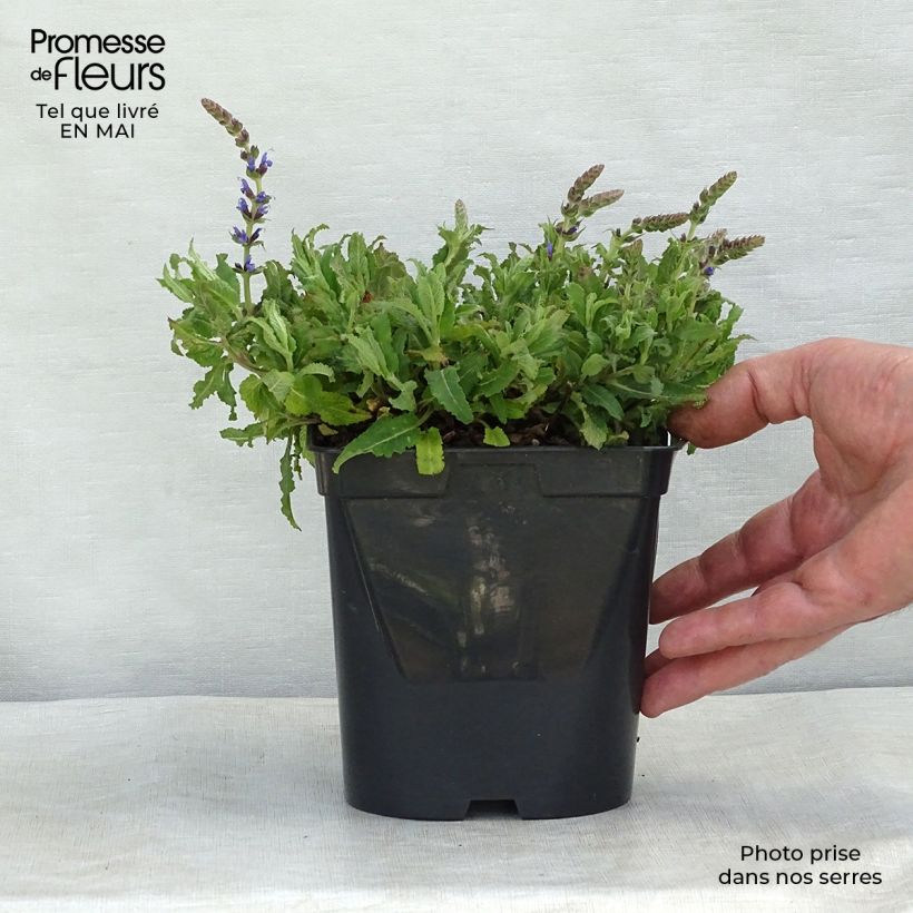 Spécimen de Salvia nemorosa Blauhügel Godet de 8/9 cm tel que livré au printemps