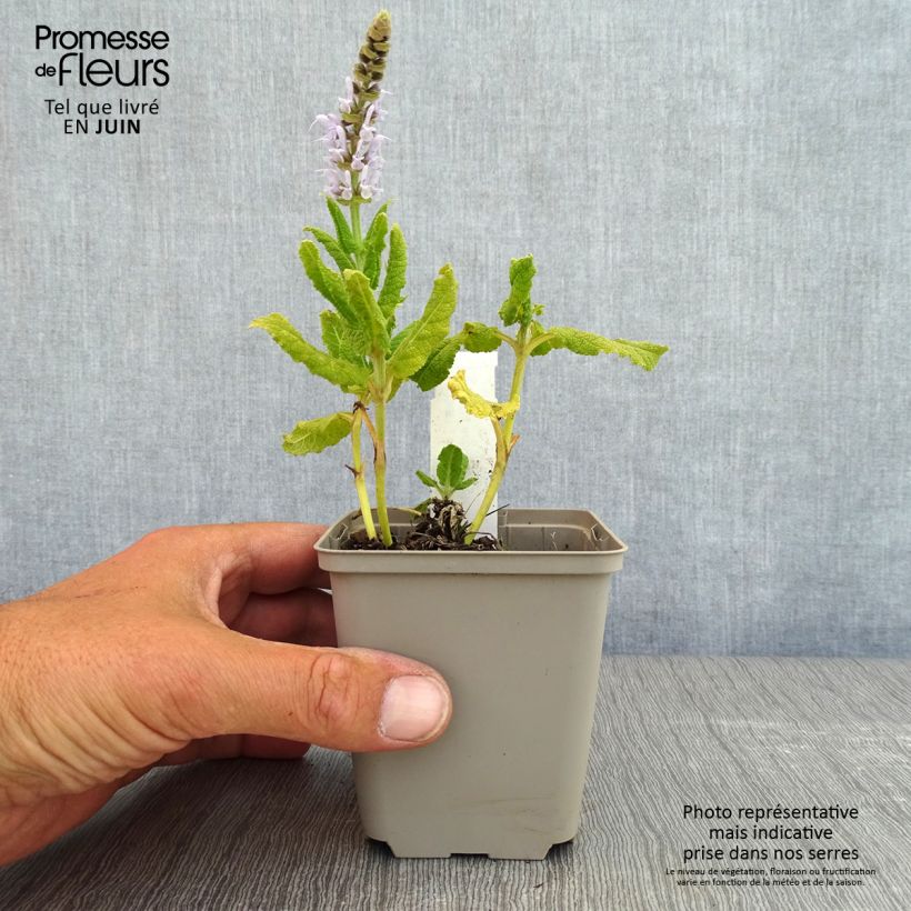 Spécimen de Salvia nemorosa Bumblesky - Sauge des bois tel que livré au printemps
