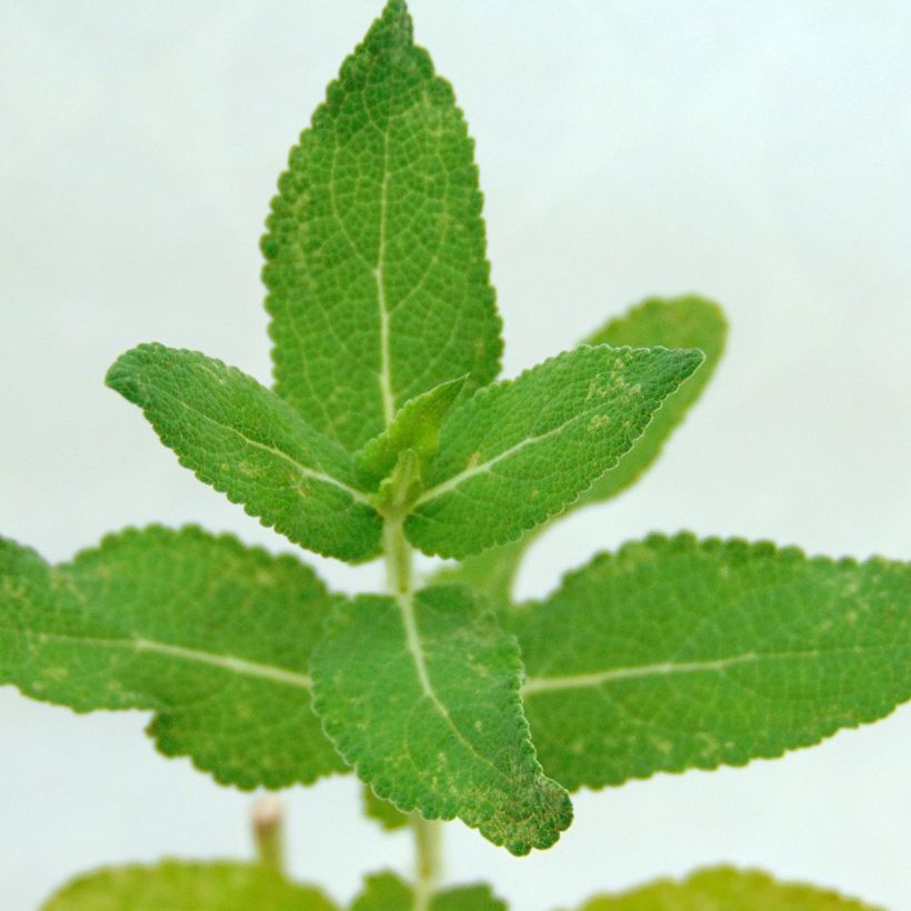 Salvia nemorosa Lubecca - Sauge des bois (Feuillage)
