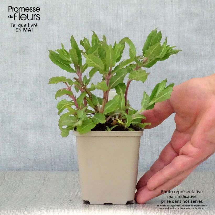 Spécimen de Salvia nemorosa Lubecca - Sauge des bois Godet de 9cm tel que livré au printemps