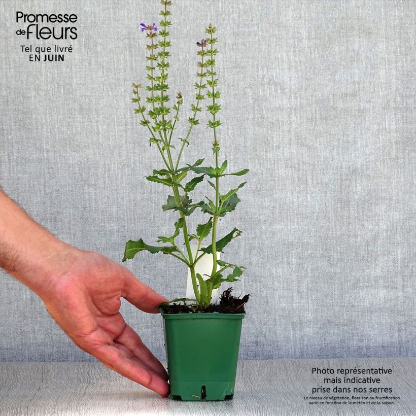 Spécimen de Salvia nemorosa Mainacht - Sauge des bois bleu violet tel que livré en ete