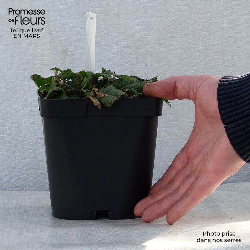 Spécimen de Salvia nemorosa Mainacht - Sauge des bois bleu violet en pot de 2/3 litres tel que livré au printemps