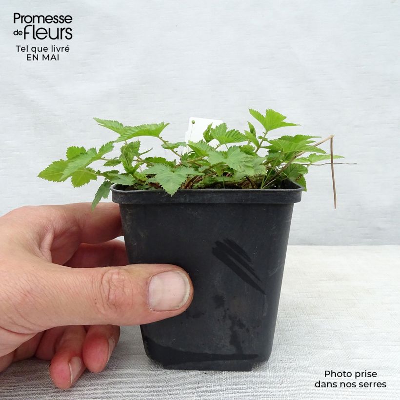 Spécimen de Salvia nemorosa Mainacht - Sauge des bois bleu violet en godet de 8/9 cm tel que livré au printemps