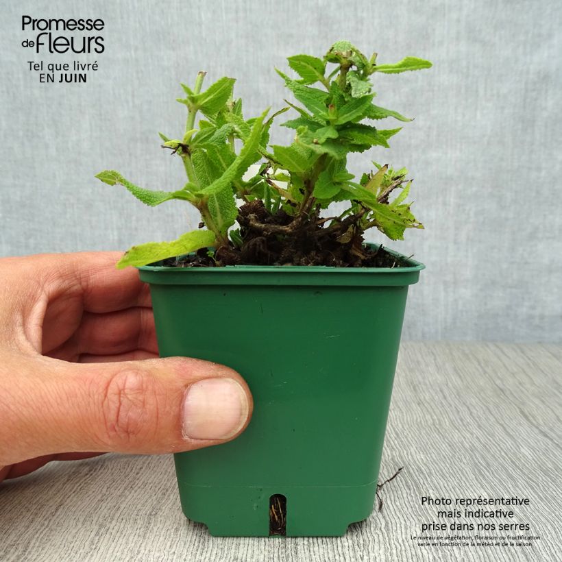 Spécimen de Salvia nemorosa Ostfriesland - Sauge des bois Godet de 8/9 cm tel que livré en été