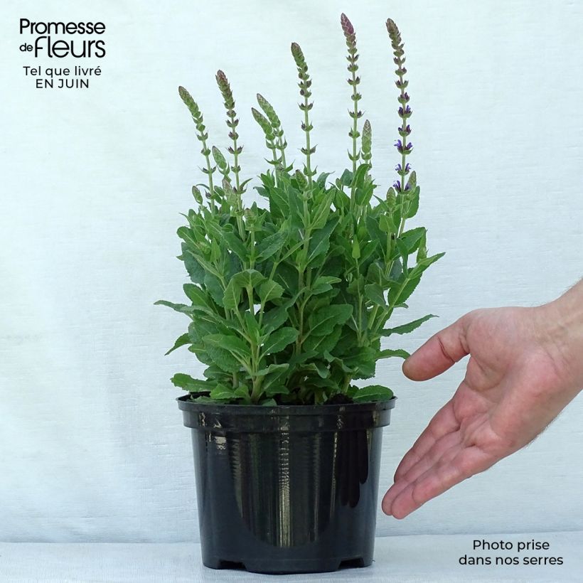Spécimen de Salvia nemorosa Ostfriesland - Sauge des bois Pot de 2L/3L tel que livré en été