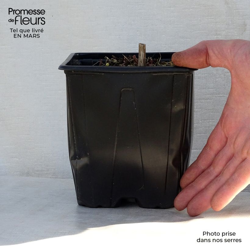 Spécimen de Salvia nemorosa Ostfriesland - Sauge des bois en pot de 2/3 litres tel que livré au printemps