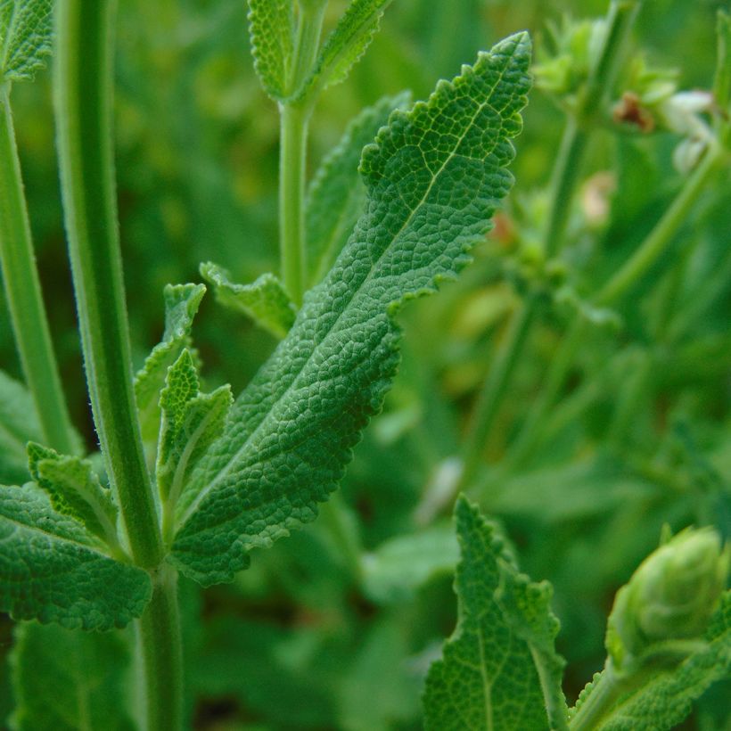 Salvia nemorosa Schneehügel - Sauge des bois (Feuillage)