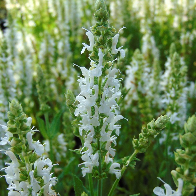 Salvia nemorosa Schneehügel - Sauge des bois (Floraison)