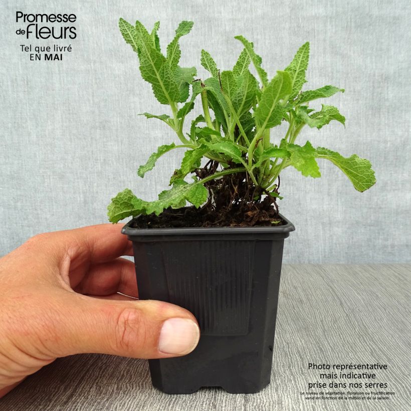 Spécimen de Salvia nemorosa Schneehügel - Sauge des bois en godet de 9 cm tel que livré au printemps