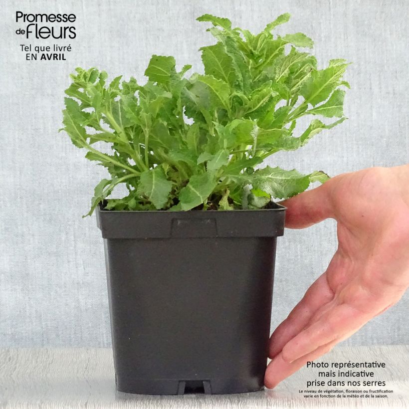 Spécimen de Salvia nemorosa Schneehügel - Sauge des bois en pot de 2/3 litres tel que livré au printemps