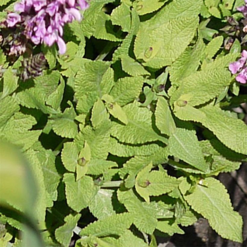 Salvia nemorosa Sensation Rose - Sauge des bois rose clair (Feuillage)