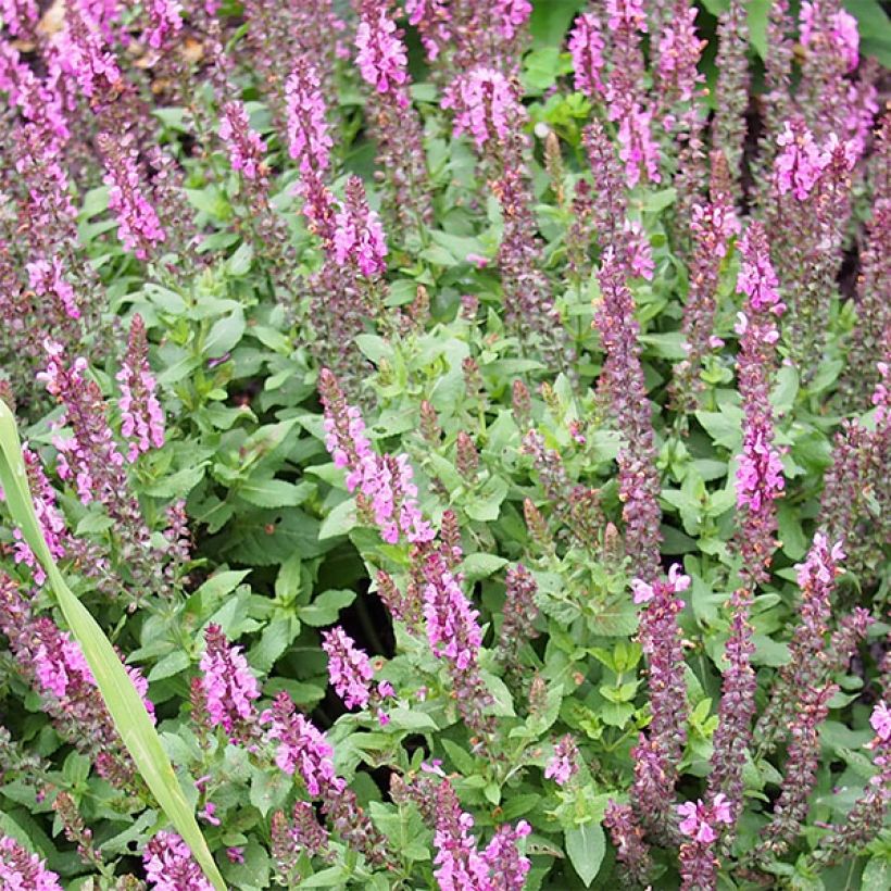 Salvia nemorosa Sensation Rose - Sauge des bois rose clair (Floraison)