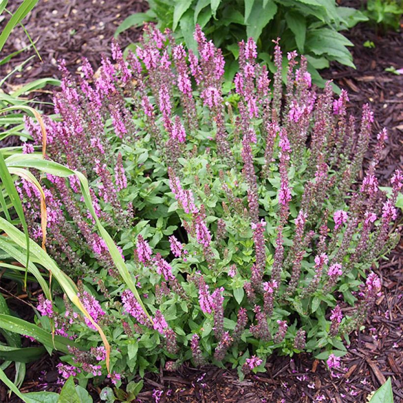 Salvia nemorosa Sensation Rose - Sauge des bois rose clair (Port)