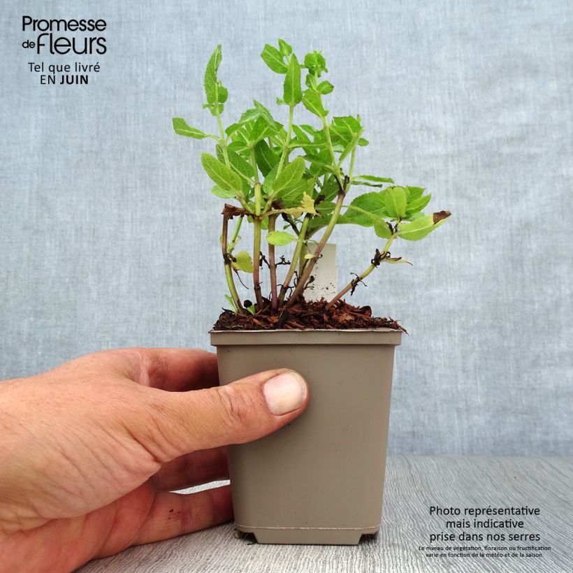 Spécimen de Salvia nemorosa Sensation Rose - Sauge des bois rose clair Godet de 8/9 cm tel que livré en été