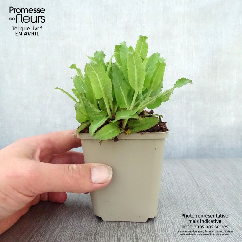 Spécimen de Salvia nemorosa Sensation Rose - Sauge des bois rose clair Godet de 9cm tel que livré au printemps