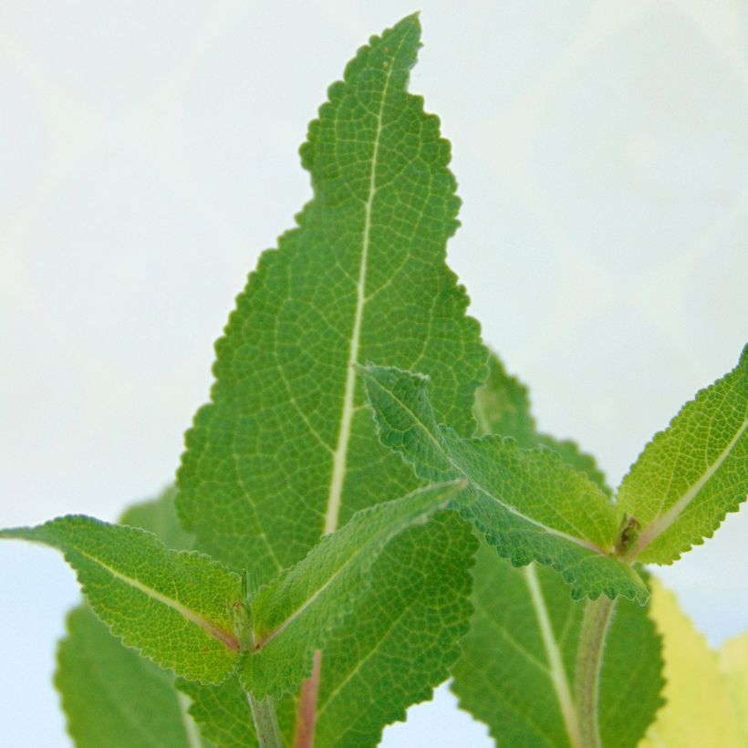 Salvia nemorosa Serenade - Sauge des bois (Feuillage)