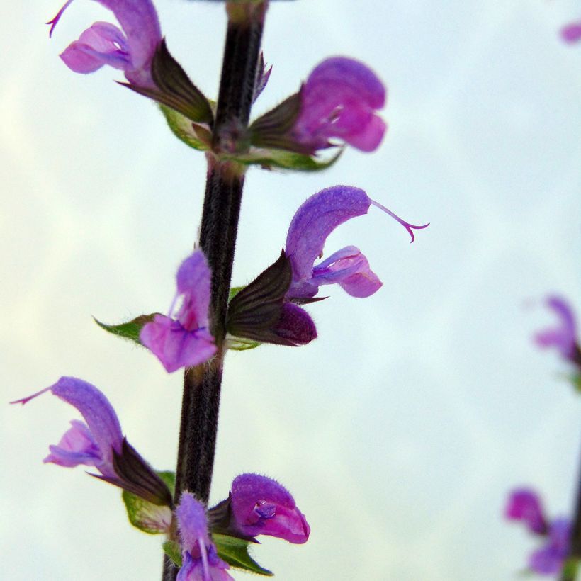 Salvia nemorosa Serenade - Sauge des bois (Floraison)