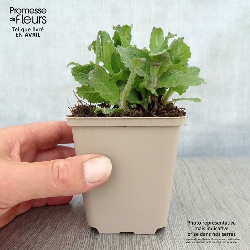 Spécimen de Salvia nemorosa Serenade - Sauge des bois Godet de 9cm tel que livré au printemps