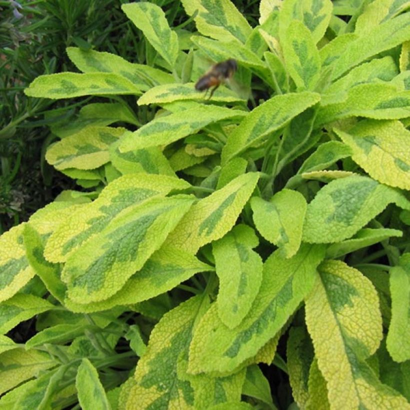 Salvia officinalis Icterina - Sauge officinale Icterina (Feuillage)