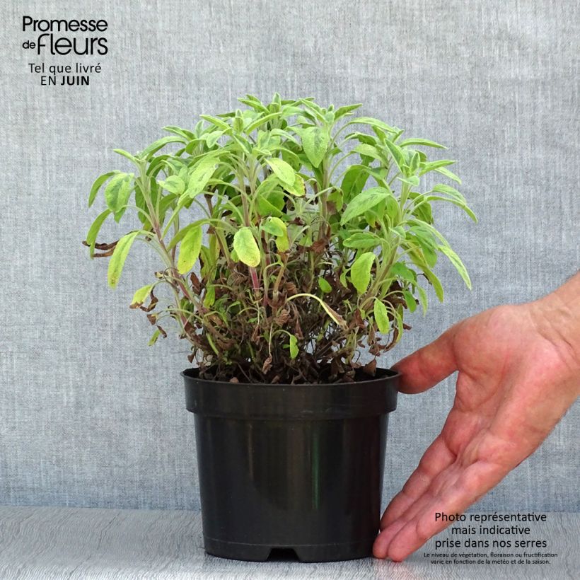 Spécimen de Salvia officinalis Icterina - Sauge officinale Icterina Pot de 1,5L/2L tel que livré en été