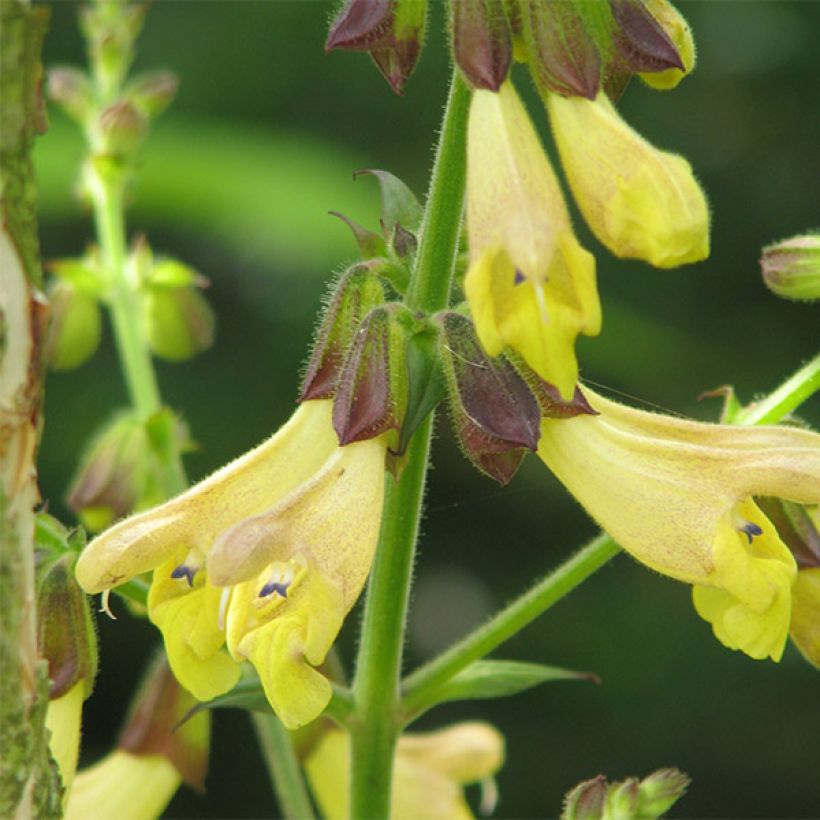 Sauge, Salvia omeiana (Floraison)