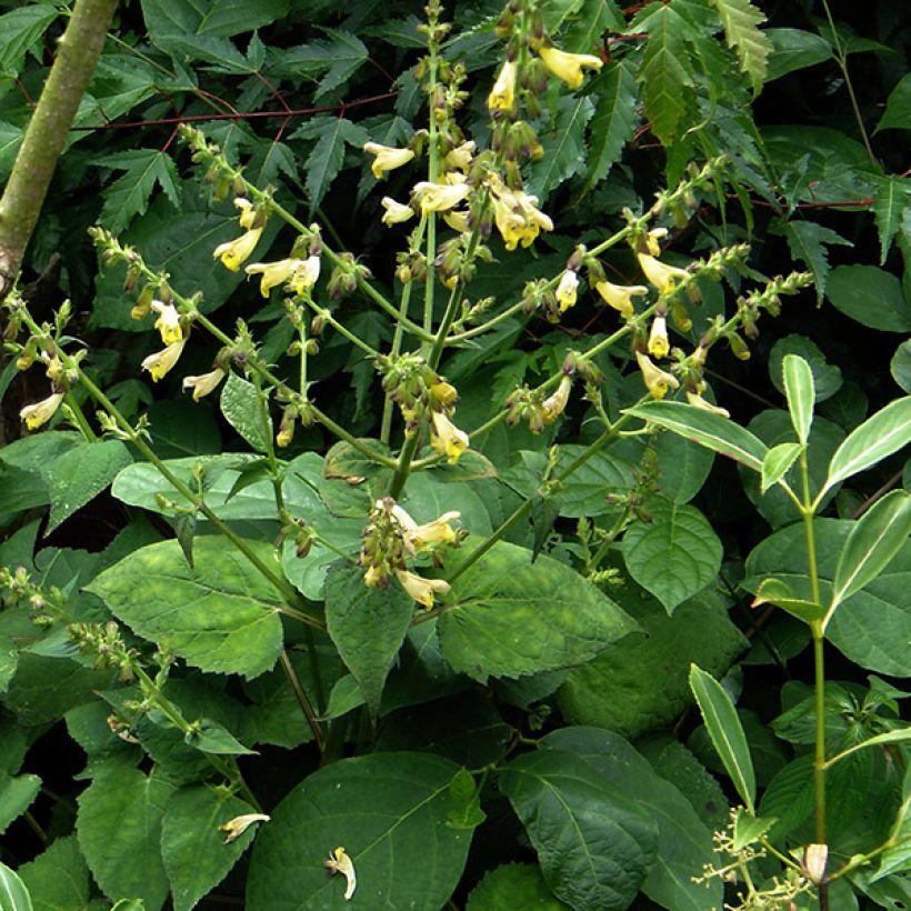 Sauge, Salvia omeiana (Port)