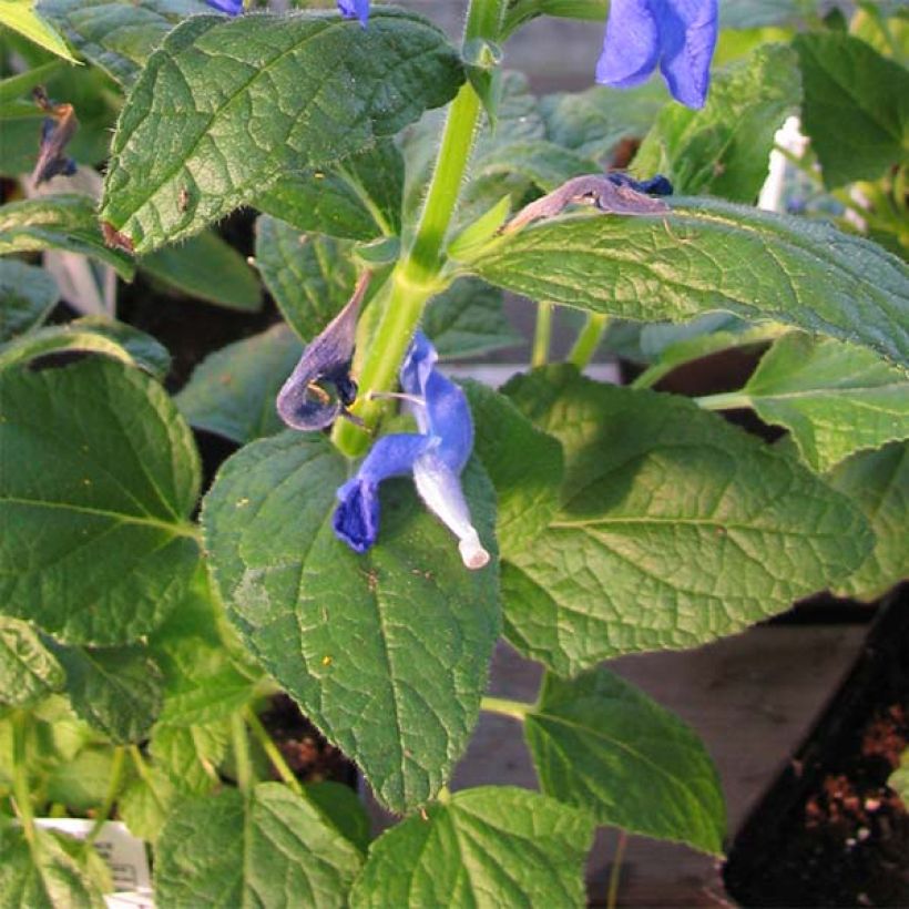 Salvia patens - Sauge gentiane (Feuillage)