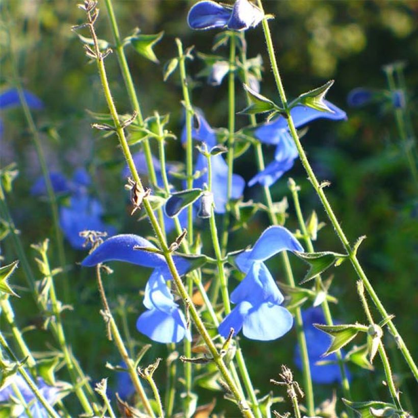 Salvia patens - Sauge gentiane (Floraison)