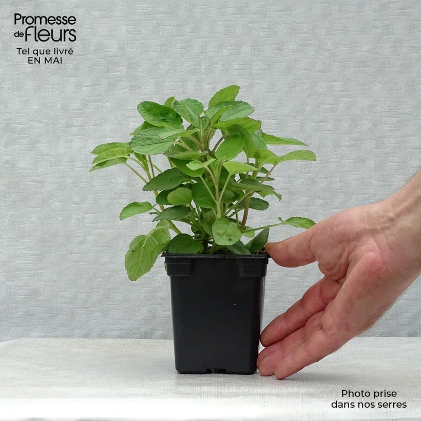 Spécimen de Salvia patens - Sauge gentiane Godet de 9cm tel que livré au printemps