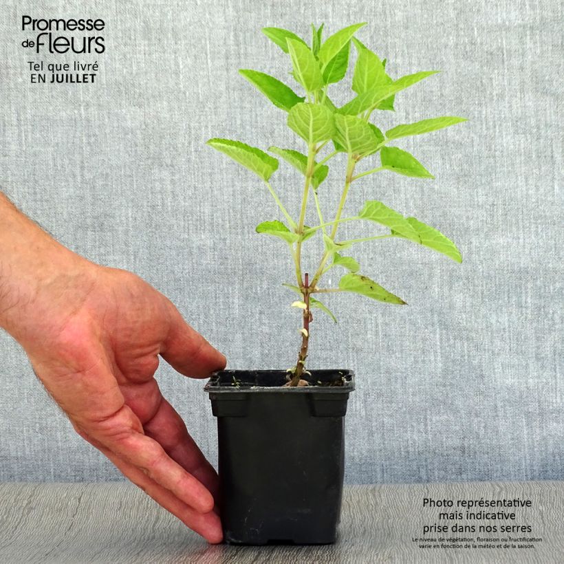 Spécimen de Salvia patens - Sauge gentiane Godet de 7/8 cm tel que livré en été